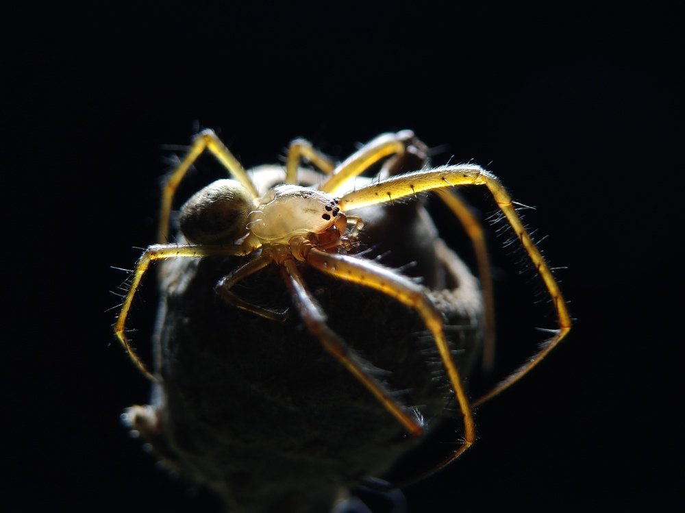 The spider on an acorn