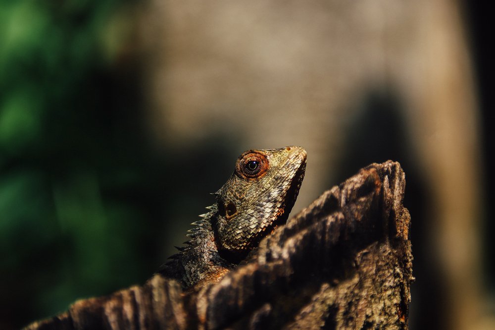 The Leaf-nose Lizard