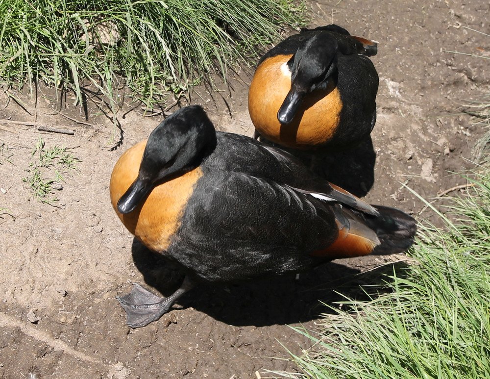 Australia, Tasmania ducks