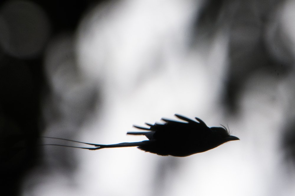 Racket Tailed Drongo Scape