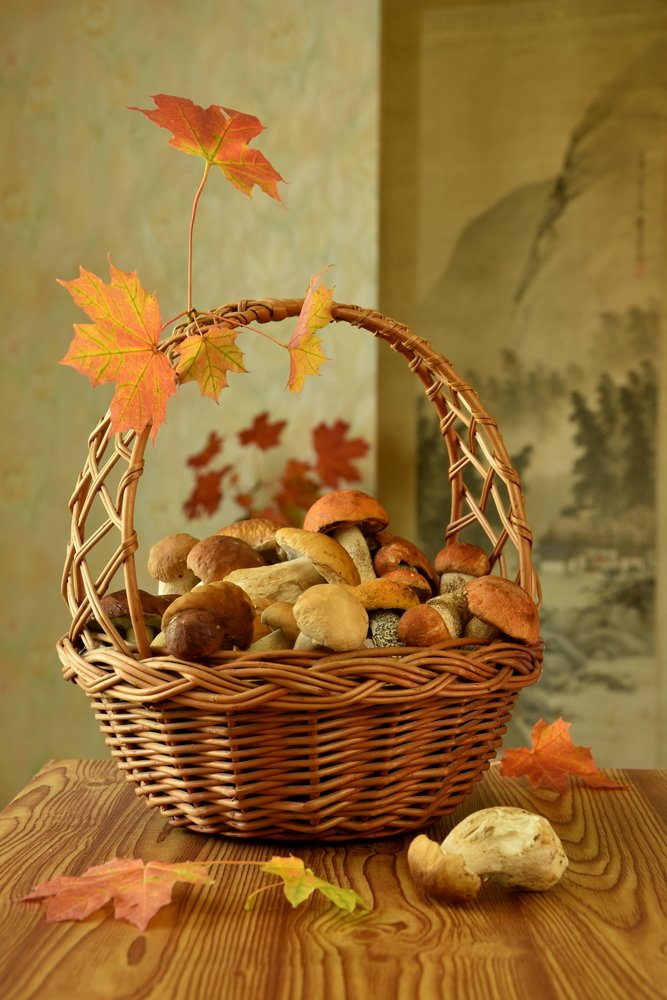 Грибы из осеннего леса у реки