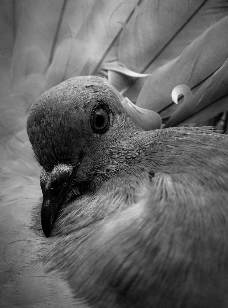 Photograph by Зоя Быкова