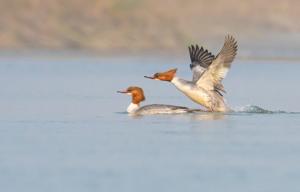 The Common Merganser