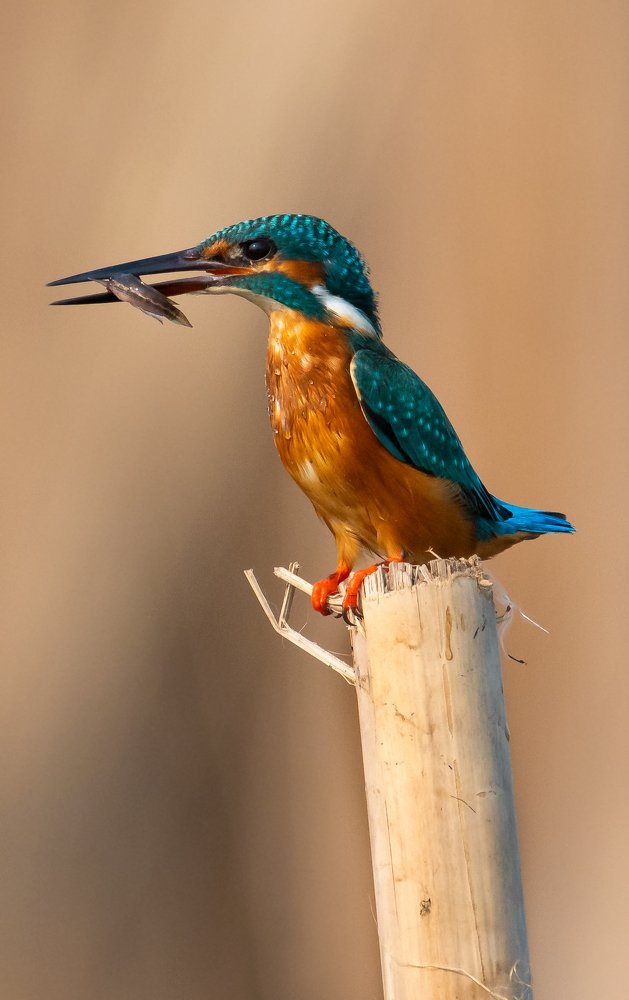 The Common Kingfisher