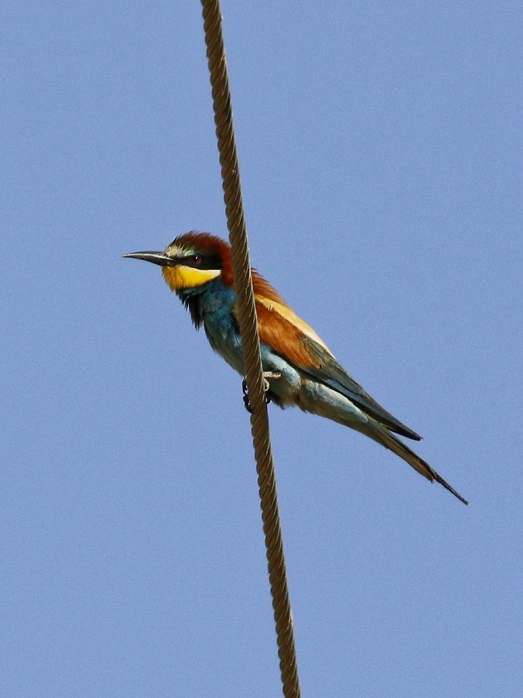 Photograph by Mazdak Haghshenas