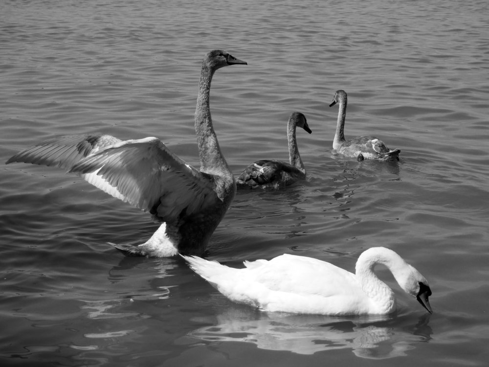 Фотография автора Denes Doma