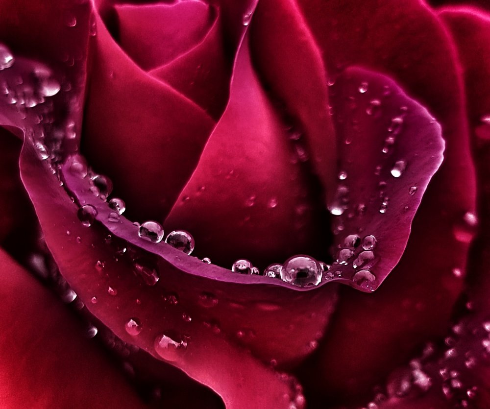 Photograph by Ольга Пумочка-13