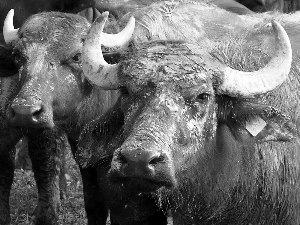 Фотография автора Denes Doma