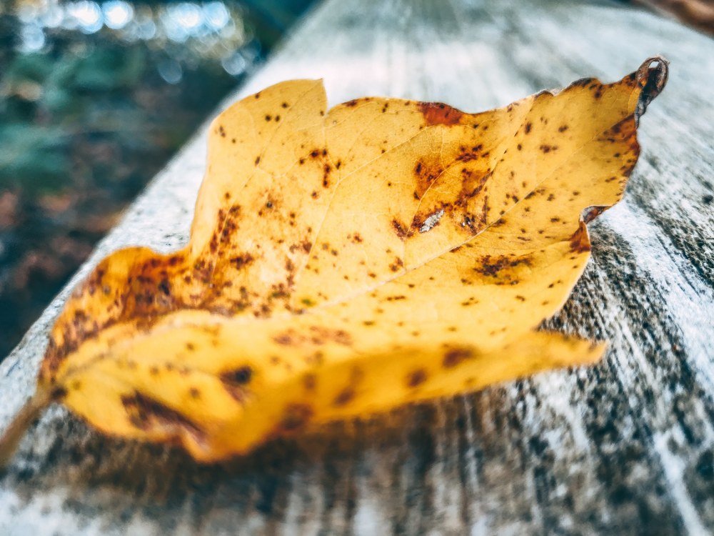 Photograph by Alexandr Chekhovskiy
