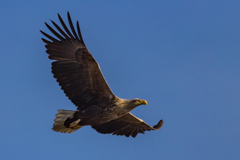 На встречу солнцу.