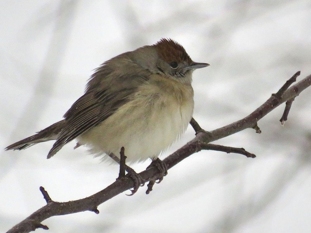 Незнакомка .