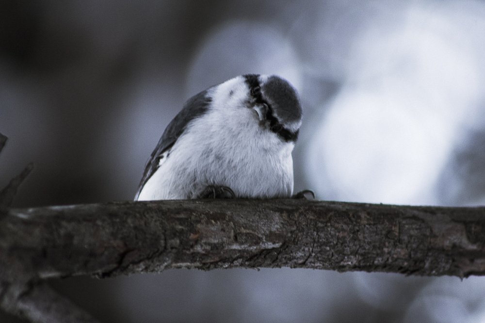 Photograph by Елена Сизых