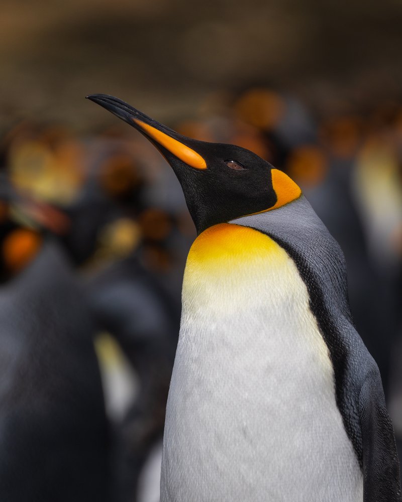 King Penguin portrait