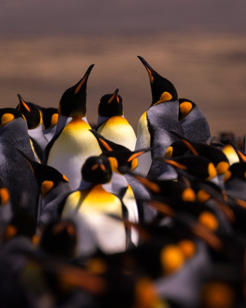 King Penguin Colony
