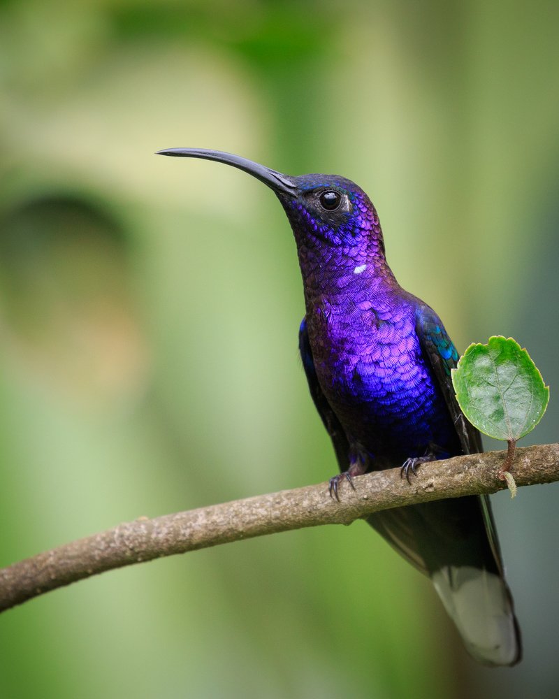 Violet Sabrewing