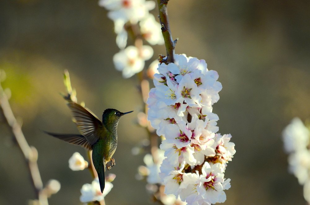 Photograph by Claudio Rojas