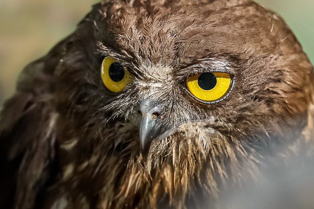 Фотография автора Евгений Маслов