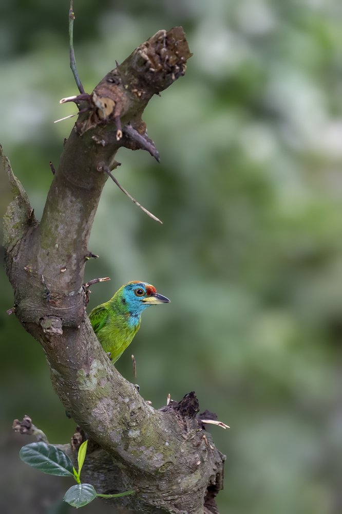 Blue throated Barbet