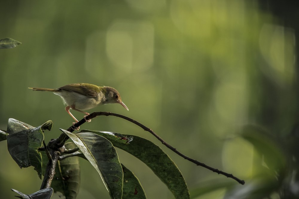 Photograph by Shovan Sam