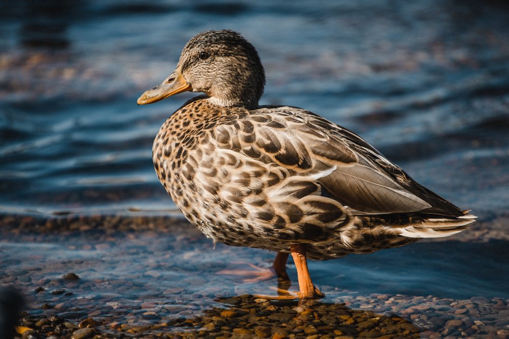 Photograph by Оксана Корчагина