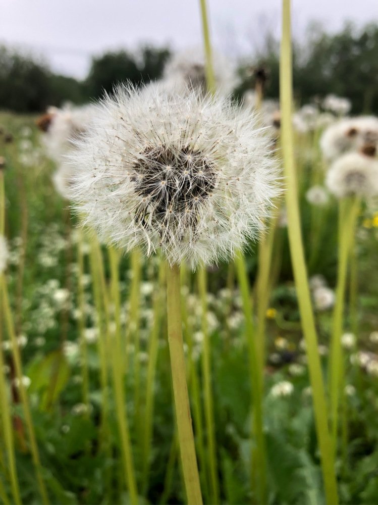Evening dandelion