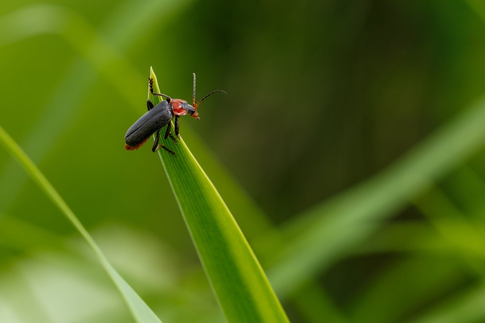 Photograph by Veronika Trubnikova