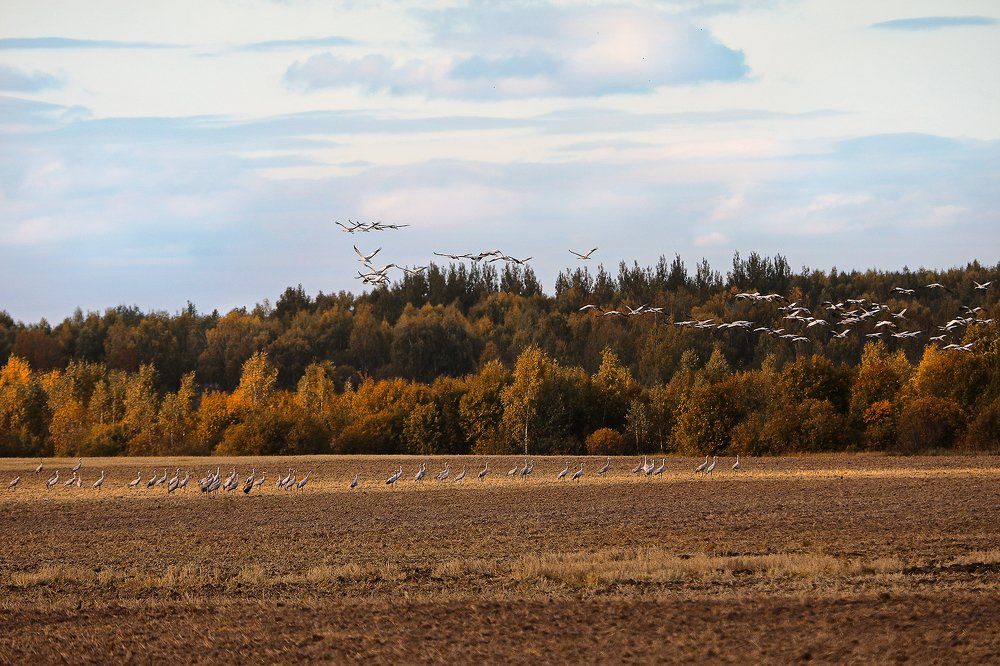 Журавли.