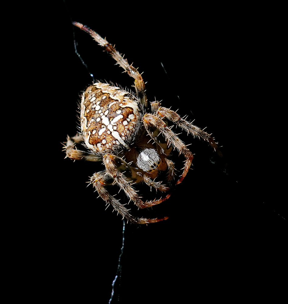 Photograph by Bernard-Serge REAT