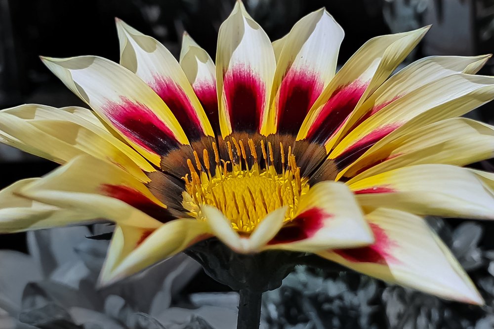 Photograph by Dara Tsenkowa