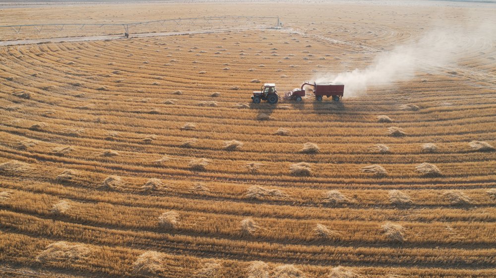Wheat harvest
