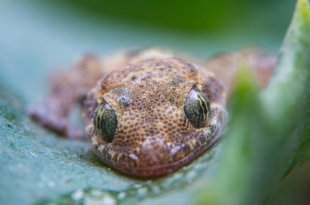 Photograph by Abdul Baqi