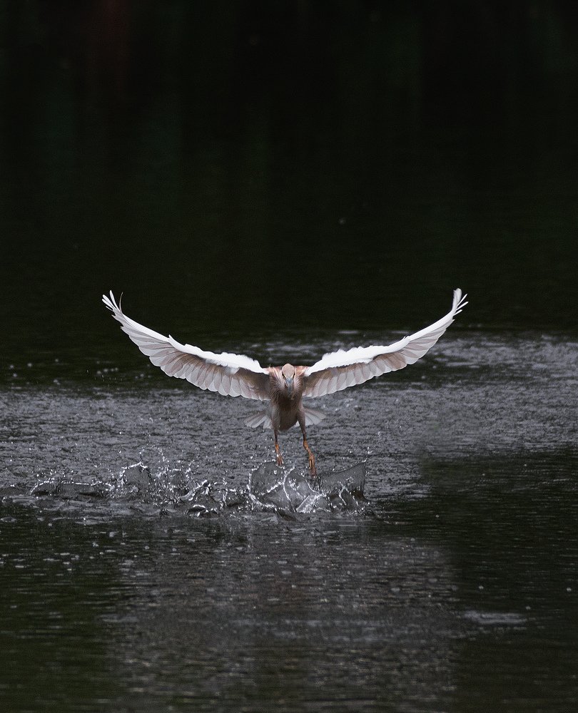 Photograph by Bistupada Mondal