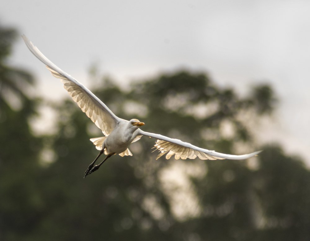 Photograph by Bistupada Mondal