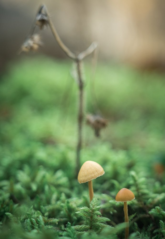 Photograph by Галина Нечипорук