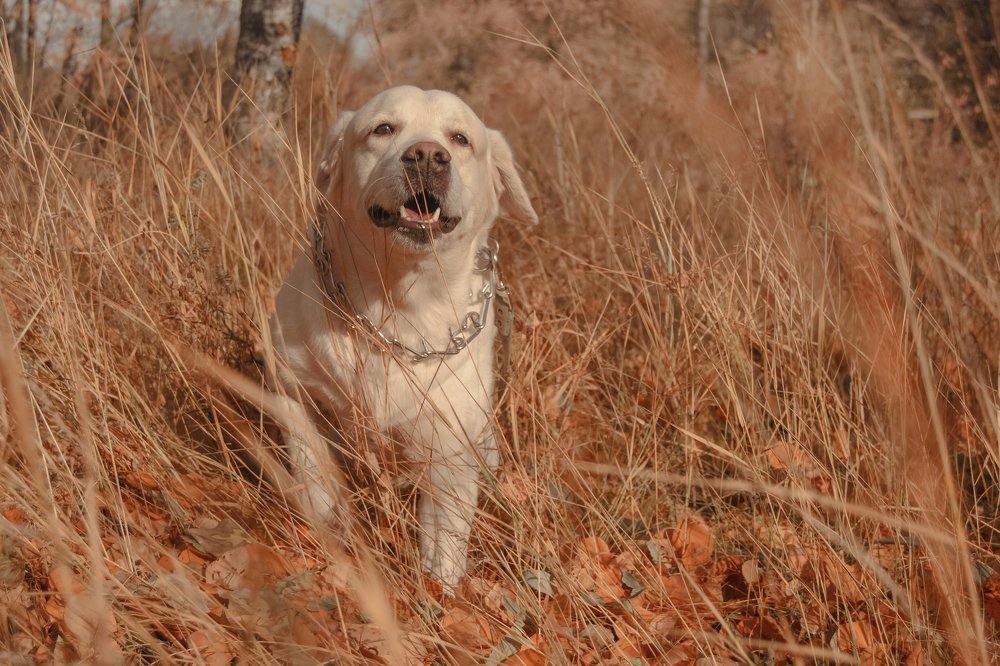 Photograph by Надежда Фаттахова