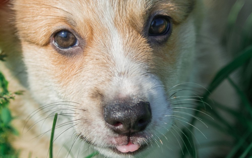 Photograph by Галина Нечипорук