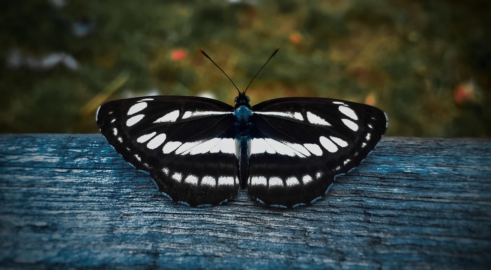 Photograph by Dara Tsenkowa