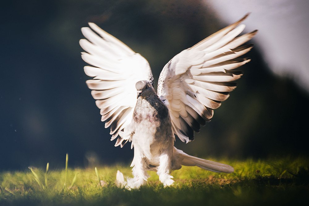 Photograph by hanife yalcin