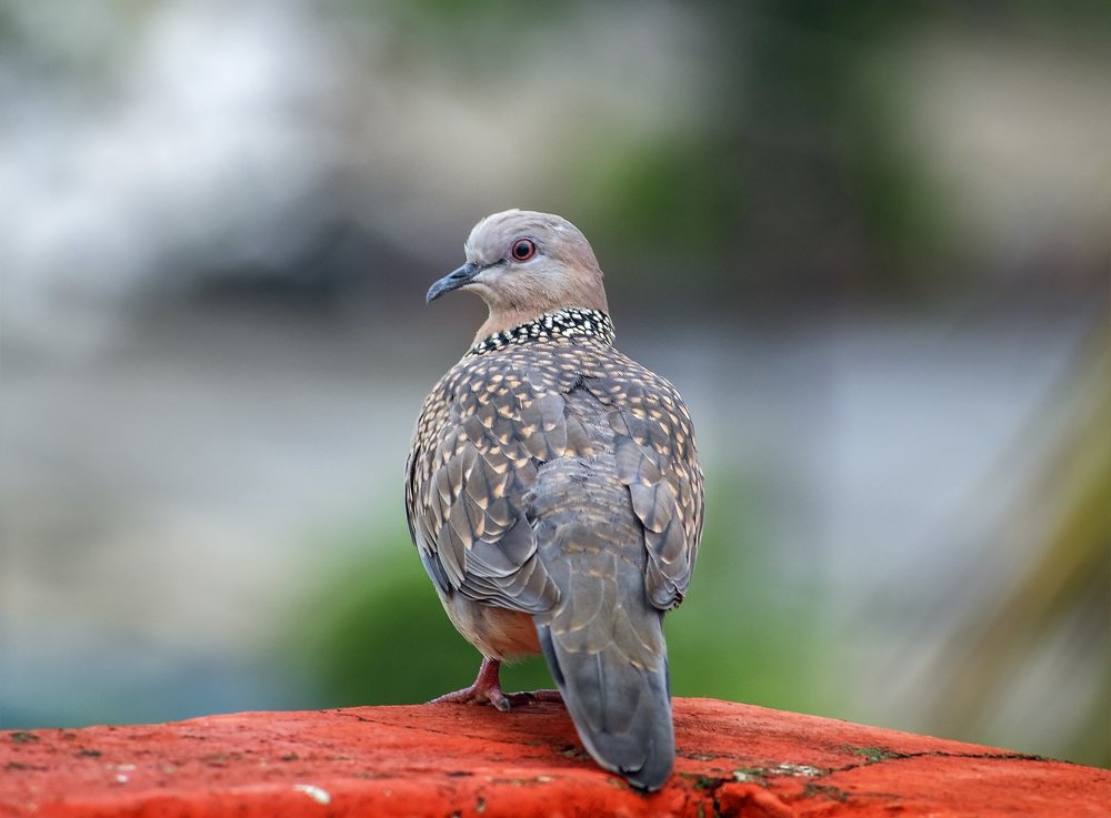 Photograph by Souvick Mukherjee