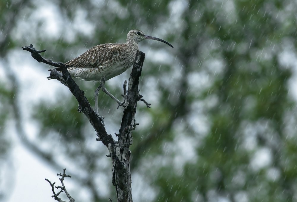 Photograph by Souvick Mukherjee