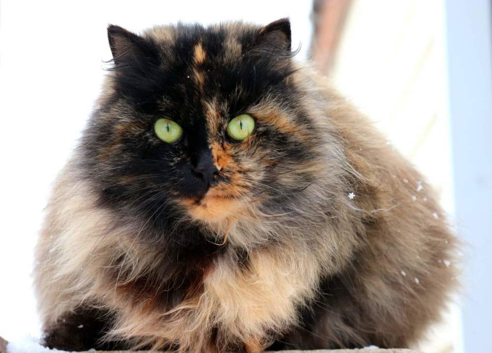 Зеленоглазый ...