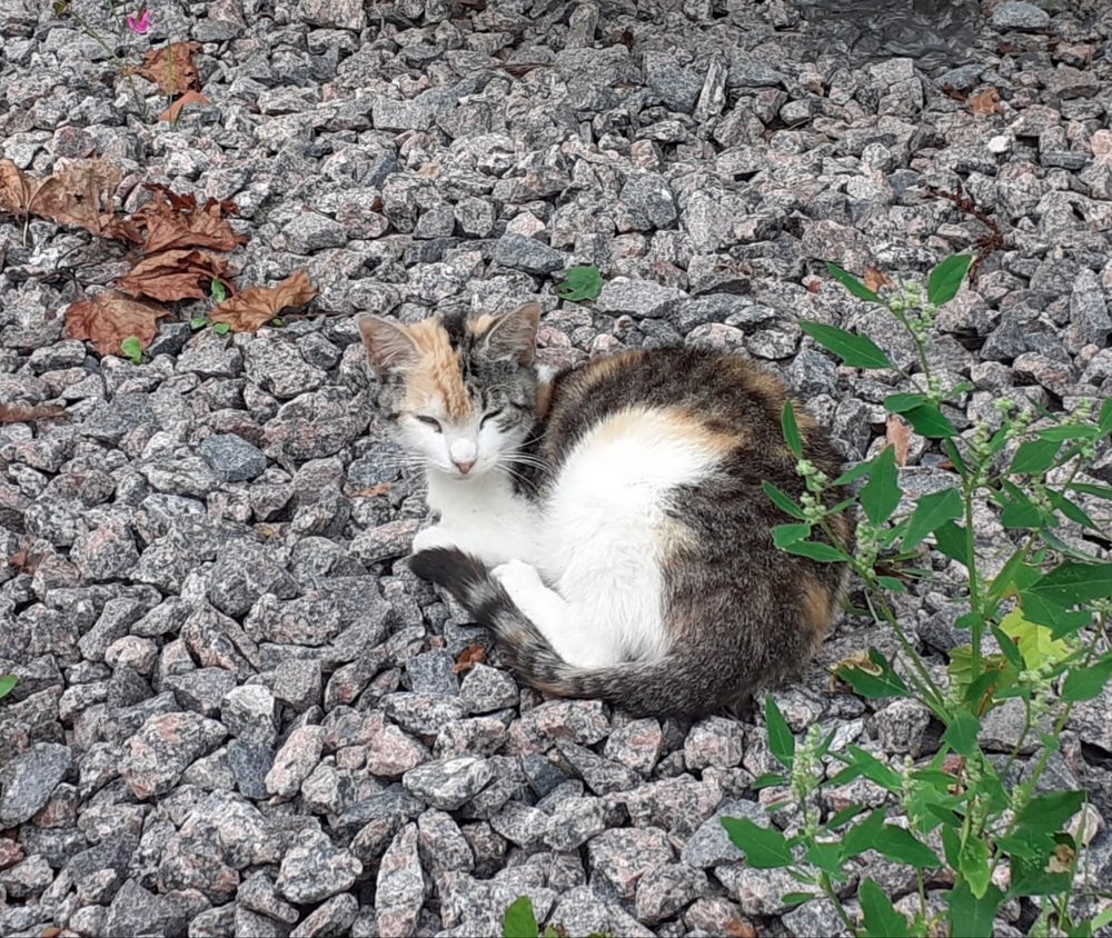 Photograph by Любовь Макарова