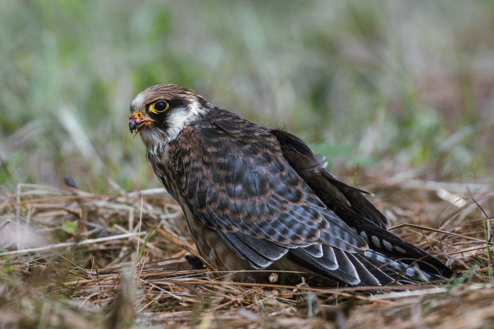 Какой такой павлин-мавлин? Не видишь, мы кушаем..