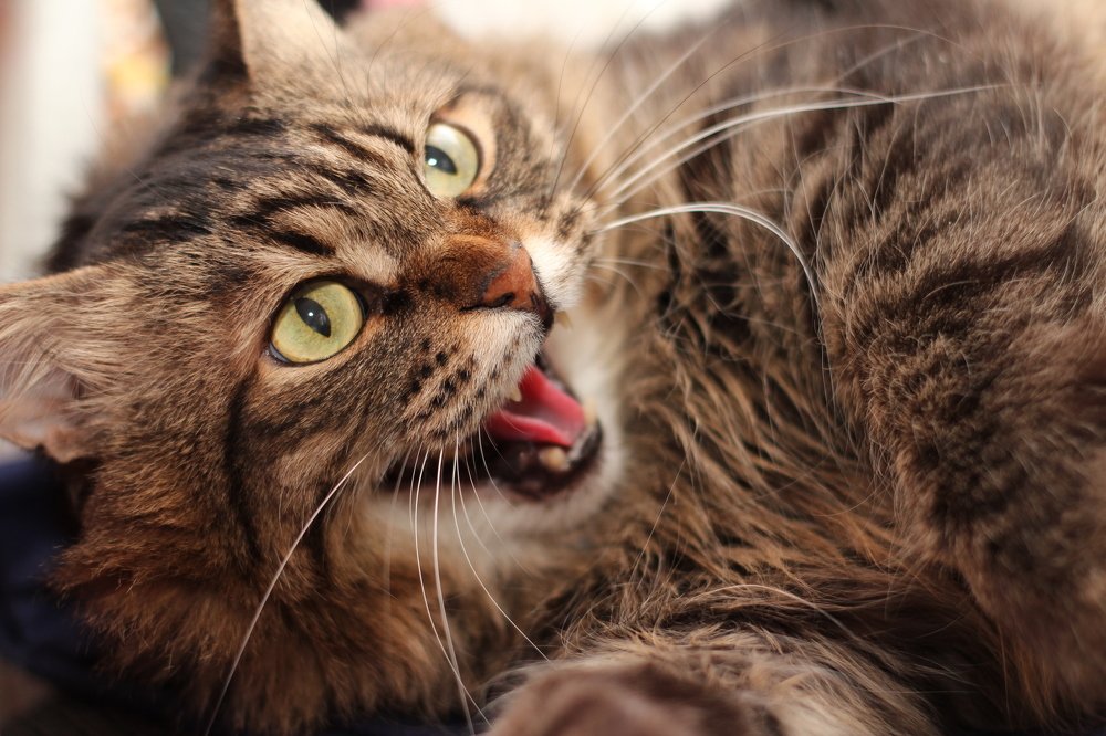 Фотография автора Елена Колосова