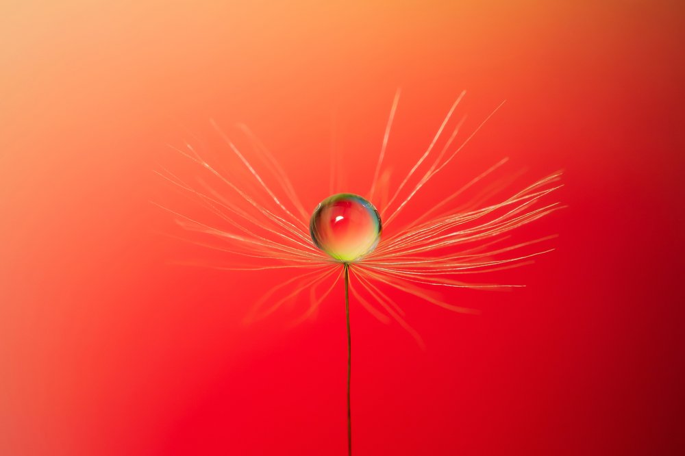 Perfectly round dew drop on a dandelion feather