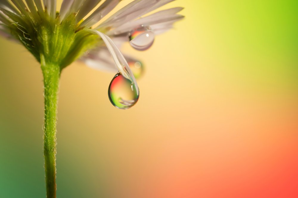 A drop of rain falls from the petals of a wild aster