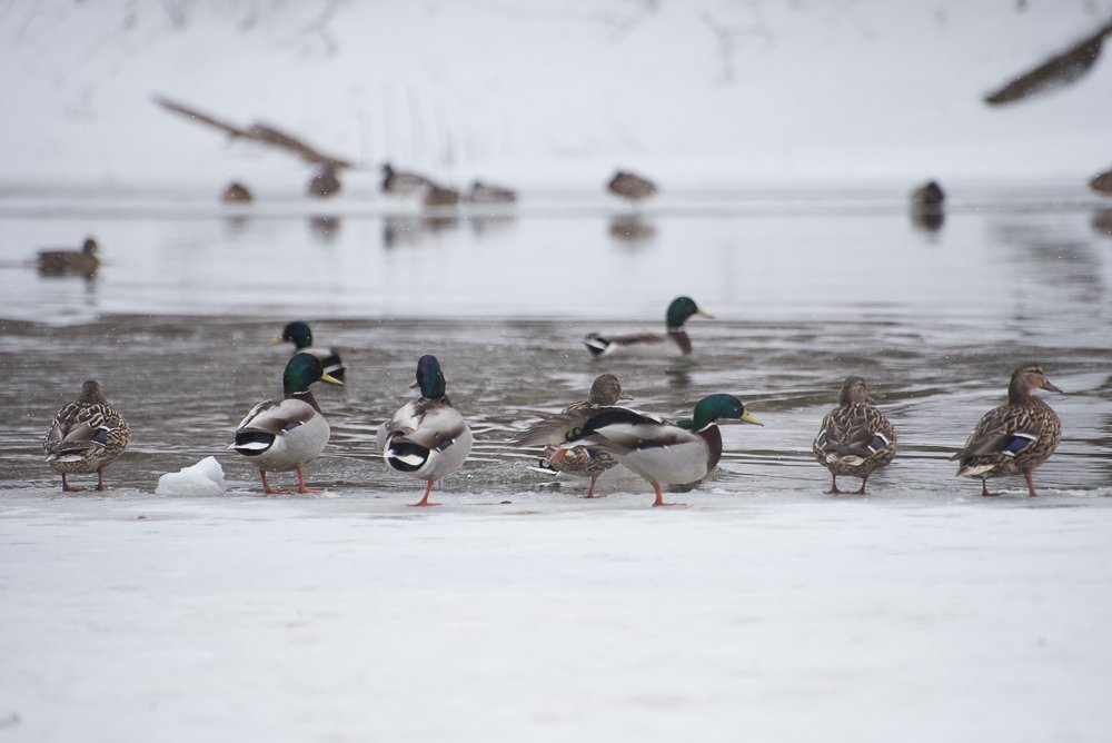 Photograph by Максим Ушаков