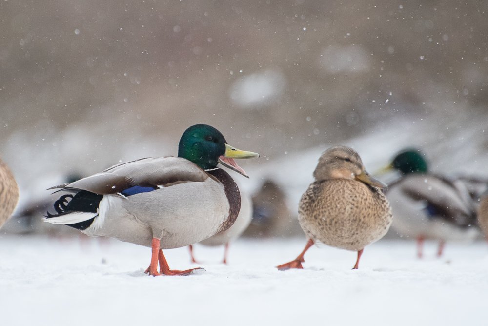 Photograph by Максим Ушаков