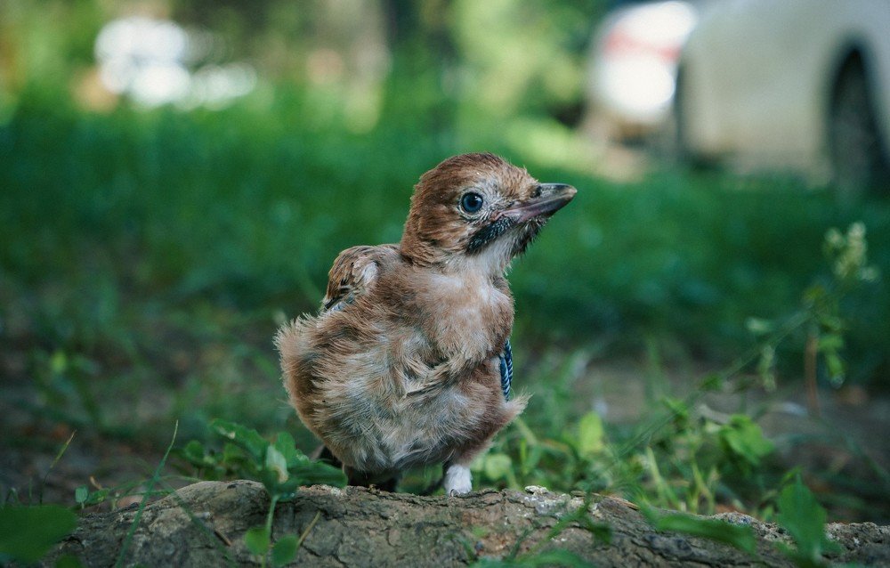 Photograph by Антонина Вишневская