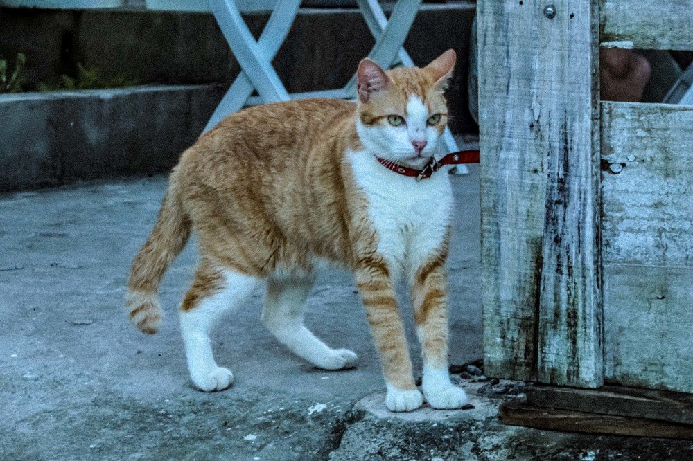 Photograph by Fernando de Jesus Costa